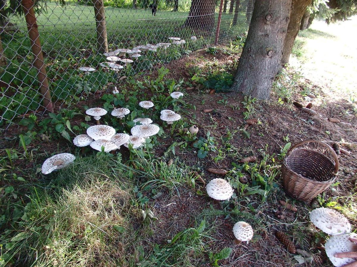 Krakowskie Mazury Gradzkie  Exteriör bild